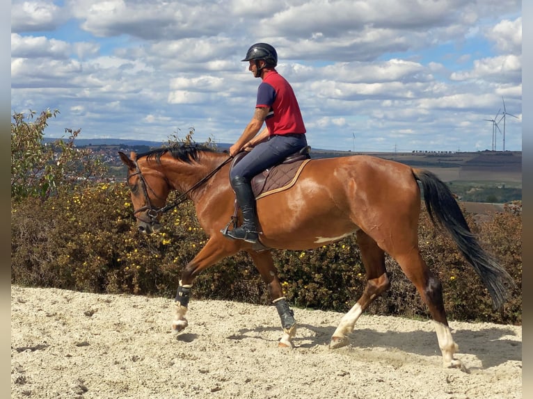 Caballo de deporte alemán Yegua 5 años 168 cm Castaño in Tiefenthal