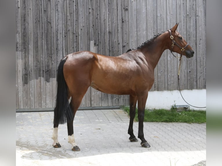 Caballo de deporte alemán Yegua 5 años 168 cm Castaño in Erharting