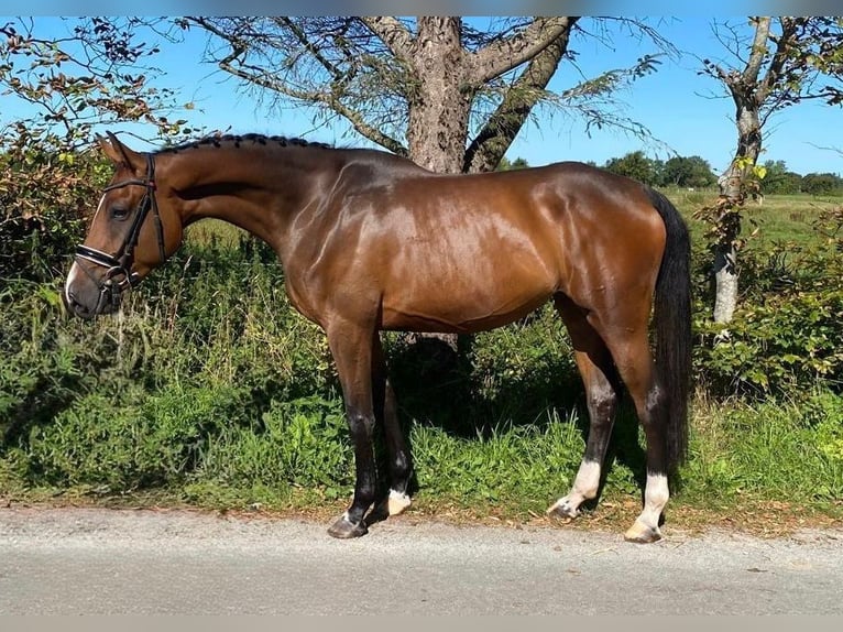 Caballo de deporte alemán Yegua 5 años 168 cm Castaño in Süderlügum