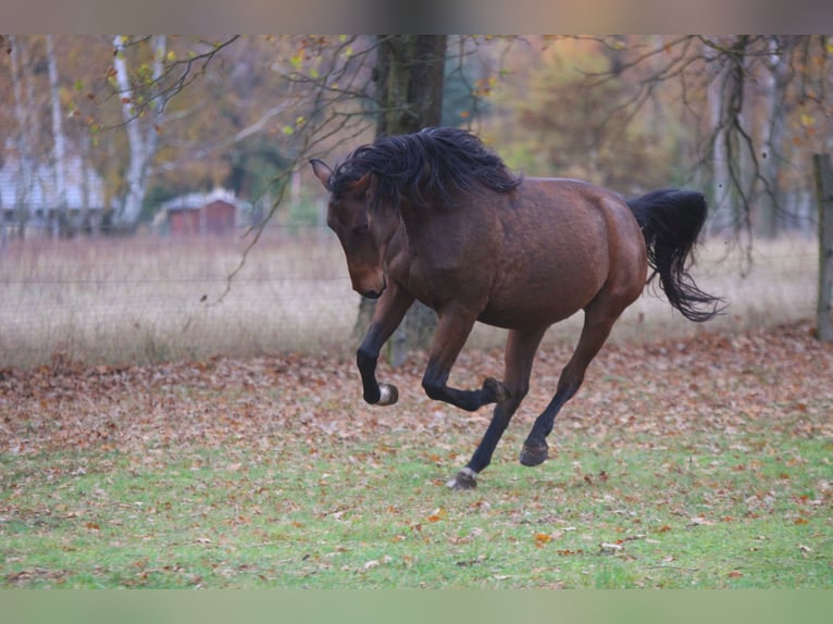 Caballo de deporte alemán Yegua 5 años 168 cm Castaño in Wandlitz