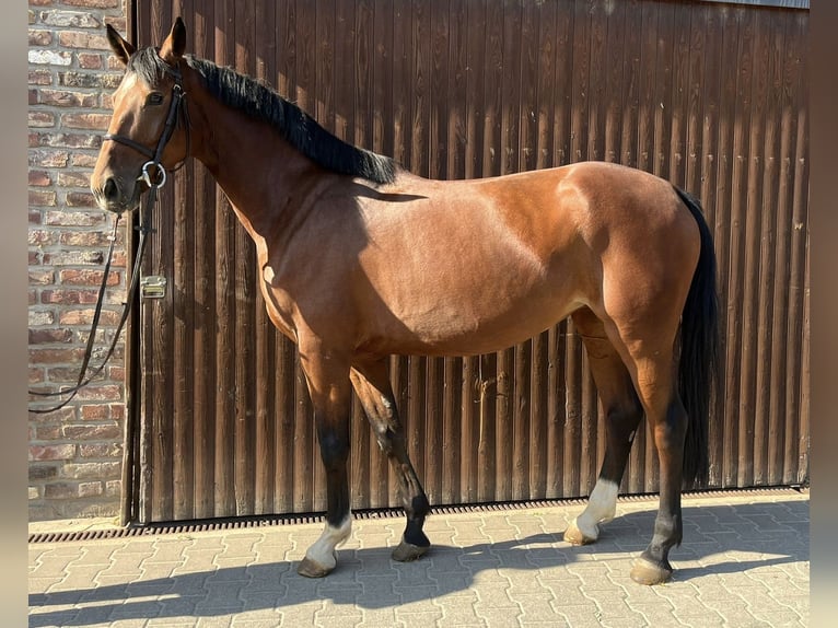 Caballo de deporte alemán Yegua 5 años 168 cm Castaño in Grevenbroich