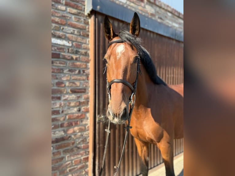 Caballo de deporte alemán Yegua 5 años 168 cm Castaño in Grevenbroich