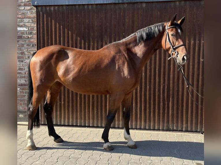 Caballo de deporte alemán Yegua 5 años 168 cm Castaño in Grevenbroich