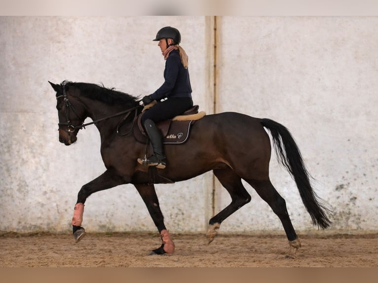Caballo de deporte alemán Yegua 5 años 168 cm Castaño oscuro in Prag