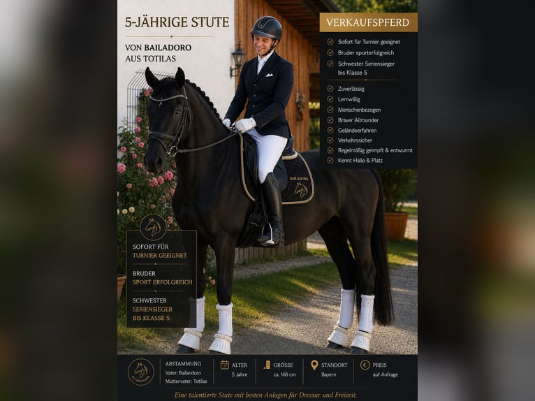 Caballo de deporte alemán Yegua 5 años 168 cm Castaño oscuro in Karlsfeld