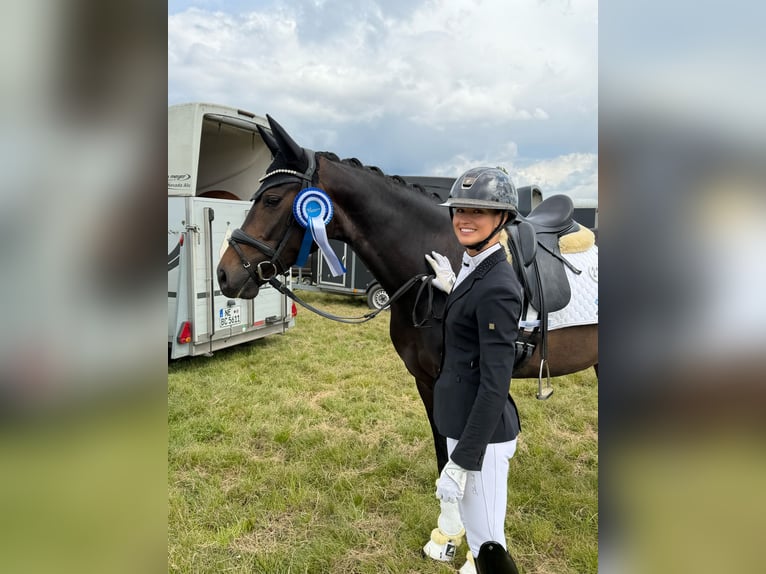 Caballo de deporte alemán Yegua 5 años 168 cm Castaño oscuro in Mönchengladbach