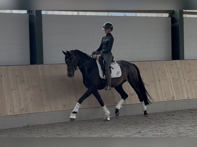 Caballo de deporte alemán Yegua 5 años 168 cm Castaño oscuro in Mönchengladbach