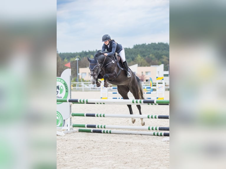 Caballo de deporte alemán Yegua 5 años 168 cm Tordo in Wittichenau