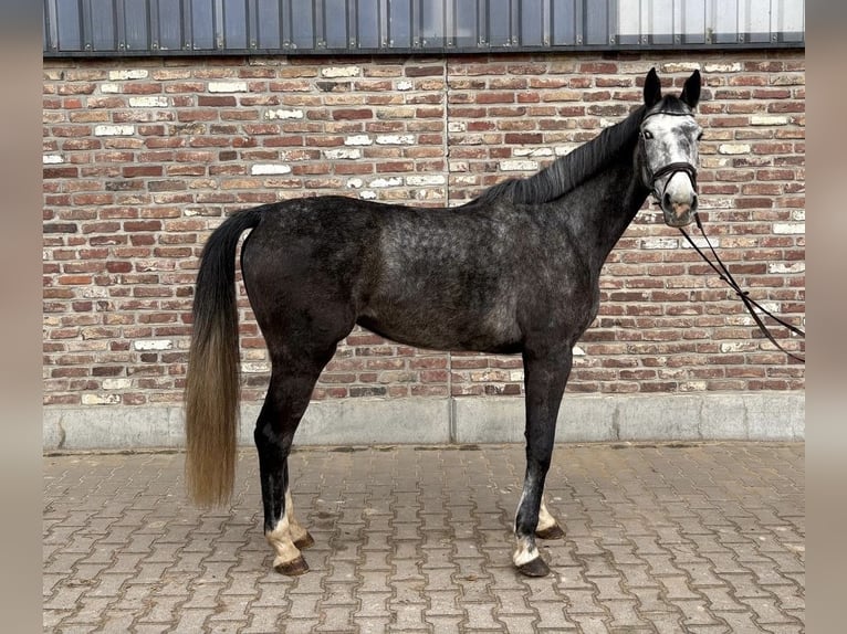Caballo de deporte alemán Yegua 5 años 168 cm Tordo rodado in Grevenbroich