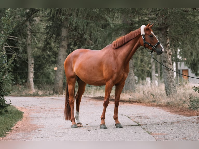 Caballo de deporte alemán Yegua 5 años 169 cm Alazán in Sengenthal