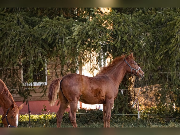 Caballo de deporte alemán Yegua 5 años 169 cm Alazán in Sengenthal