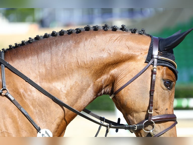 Caballo de deporte alemán Yegua 5 años 169 cm Castaño in Beilrode