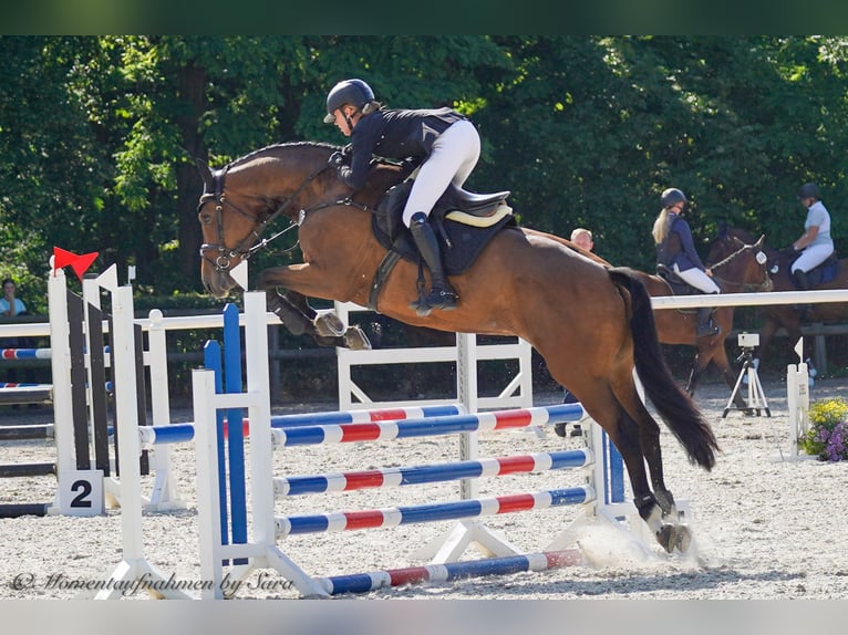 Caballo de deporte alemán Yegua 5 años 169 cm Castaño in Beilrode