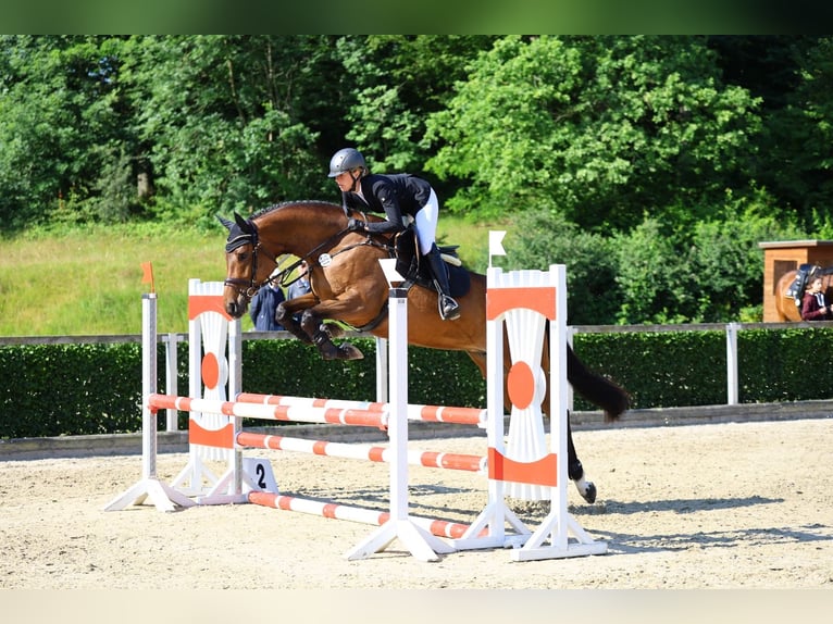 Caballo de deporte alemán Yegua 5 años 169 cm Castaño in Beilrode