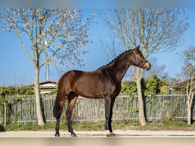 Caballo de deporte alemán Yegua 5 años 169 cm Castaño oscuro in Markdorf