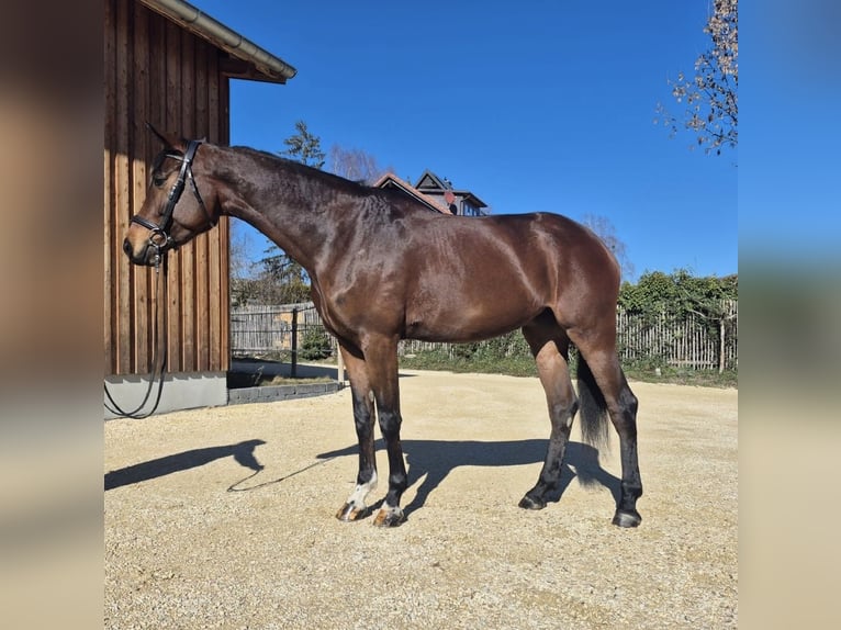 Caballo de deporte alemán Yegua 5 años 169 cm Castaño oscuro in Markdorf