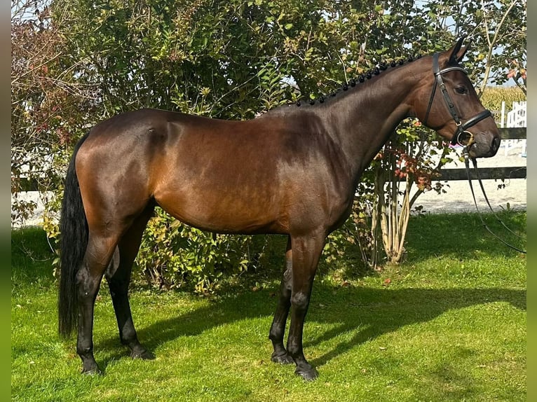 Caballo de deporte alemán Yegua 5 años 169 cm Castaño oscuro in UnterneukirchenUnterneukirchen