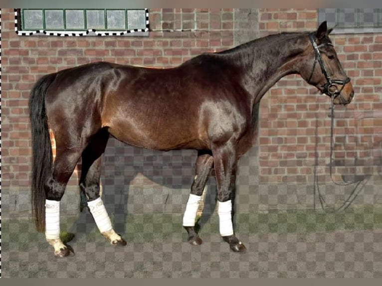 Caballo de deporte alemán Yegua 5 años 169 cm Morcillo in Döllen