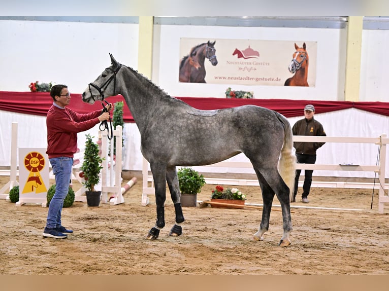 Caballo de deporte alemán Yegua 5 años 169 cm Tordo in Leipzig