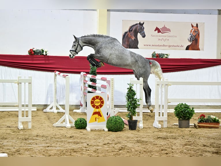 Caballo de deporte alemán Yegua 5 años 169 cm Tordo in Leipzig