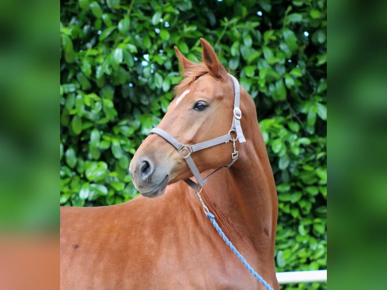 Caballo de deporte alemán Yegua 5 años 170 cm Alazán in Stade