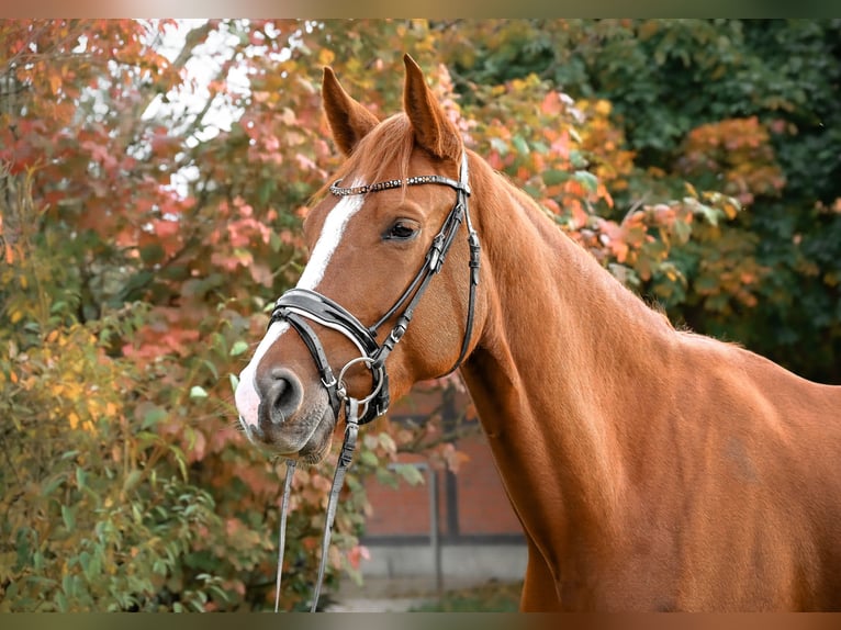 Caballo de deporte alemán Yegua 5 años 170 cm Alazán in Krumke