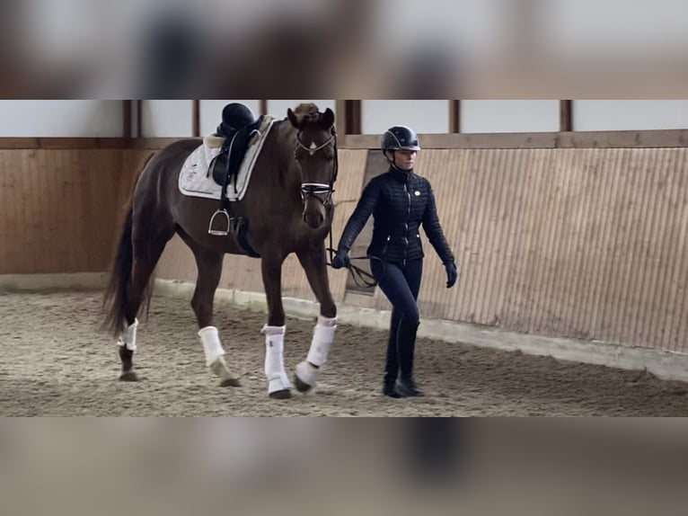 Caballo de deporte alemán Yegua 5 años 170 cm Alazán-tostado in Fellbach