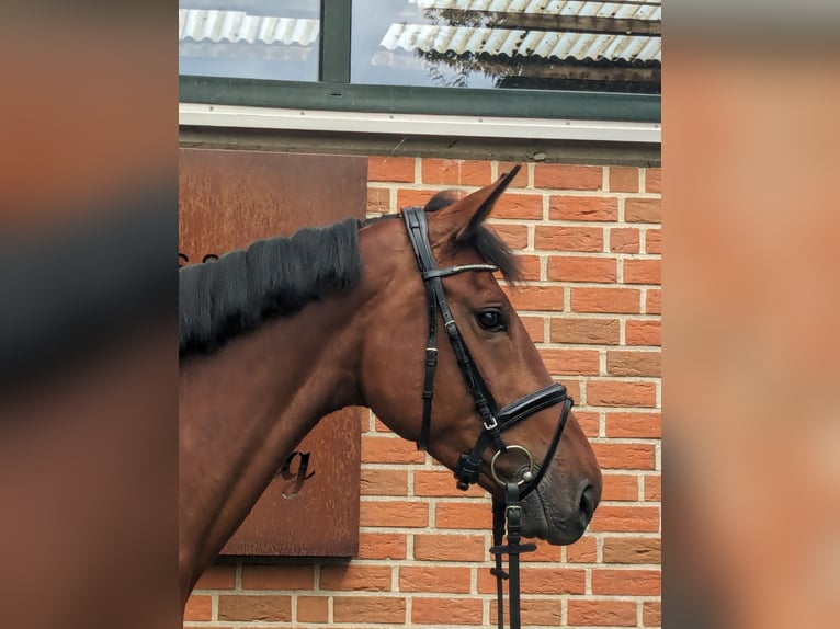 Caballo de deporte alemán Yegua 5 años 170 cm in Altenberge