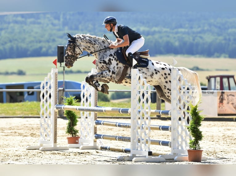 Caballo de deporte alemán Yegua 5 años 170 cm in D&#xF6;rth