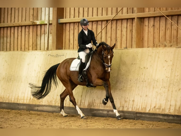 Caballo de deporte alemán Yegua 5 años 170 cm Castaño in Kirchenthumbach