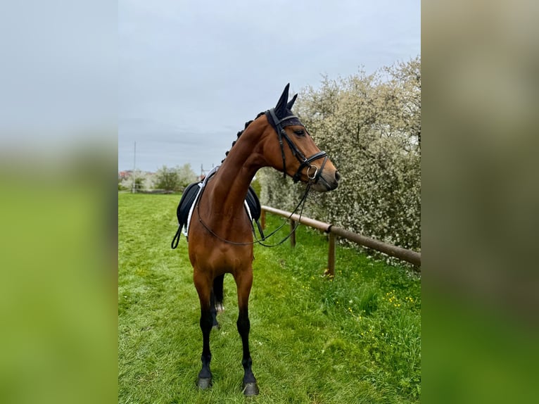 Caballo de deporte alemán Yegua 5 años 170 cm Castaño in Schwaigern
