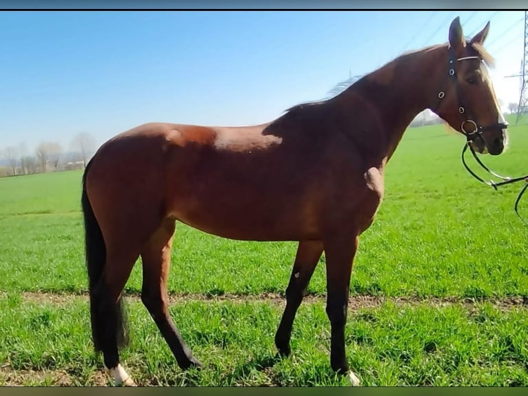 Caballo de deporte alemán Yegua 5 años 170 cm Castaño in Röhrsdorf