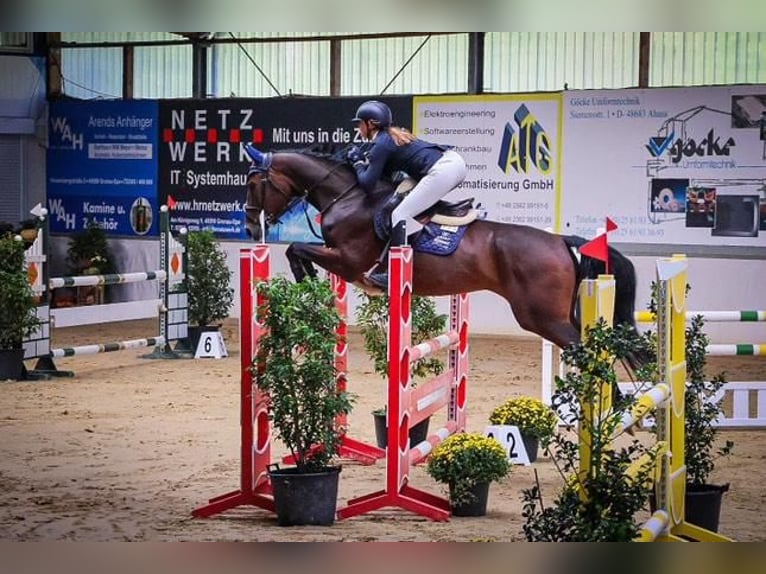 Caballo de deporte alemán Yegua 5 años 170 cm Castaño in Stadtlohn