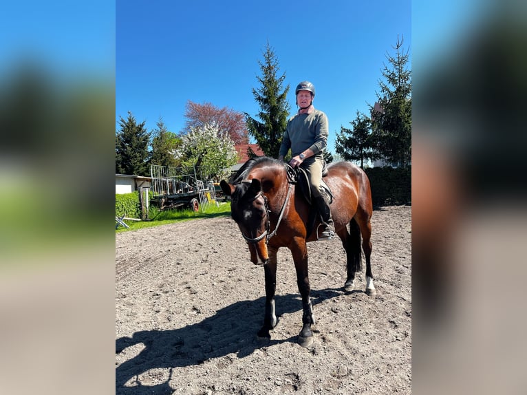 Caballo de deporte alemán Yegua 5 años 170 cm Castaño oscuro in Sonnewalde