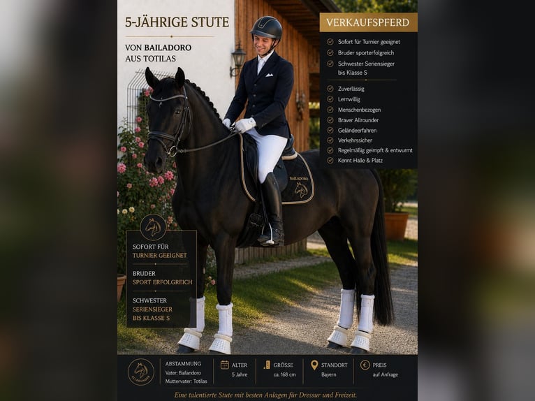 Caballo de deporte alemán Yegua 5 años 170 cm Morcillo in Vechta