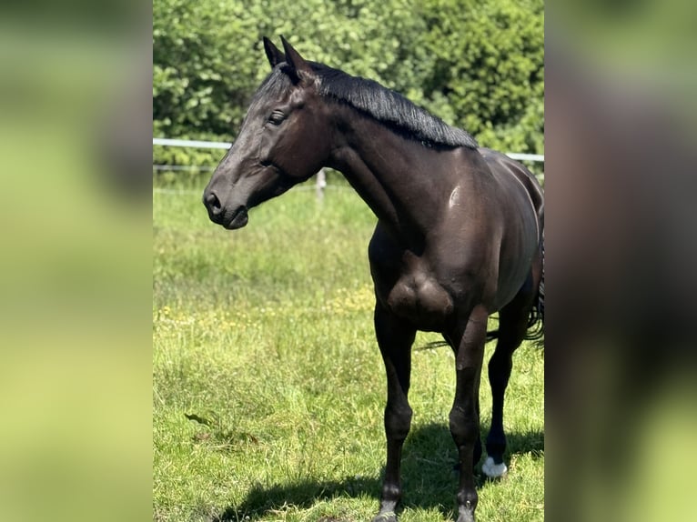 Caballo de deporte alemán Yegua 5 años 170 cm Morcillo in Karlsfeld