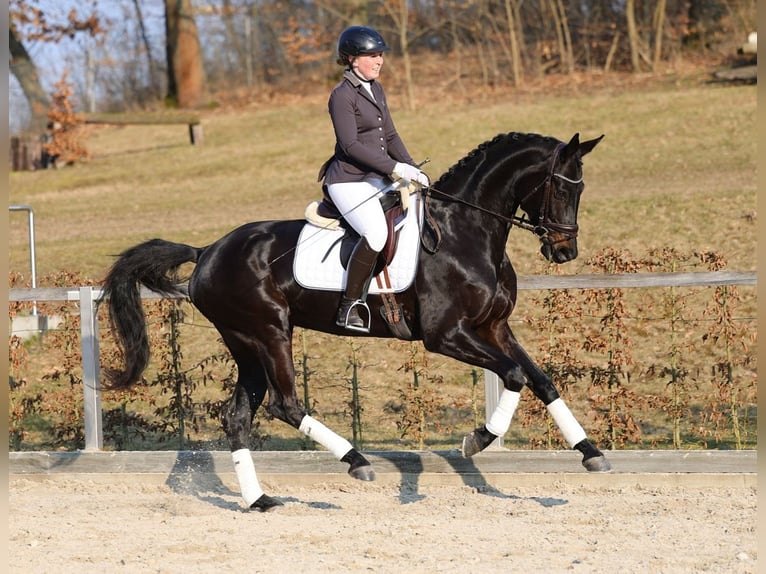 Caballo de deporte alemán Yegua 5 años 170 cm Morcillo in Moritzburg