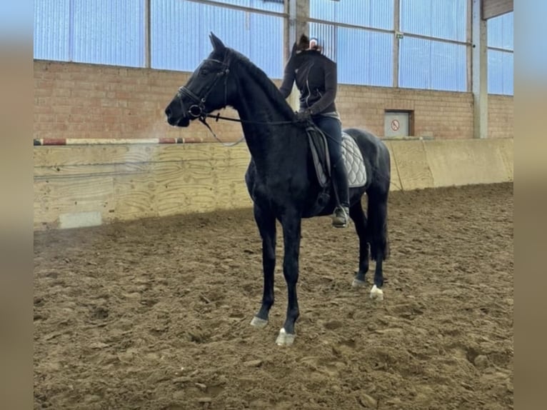 Caballo de deporte alemán Yegua 5 años 170 cm Morcillo in Neuenkirchen