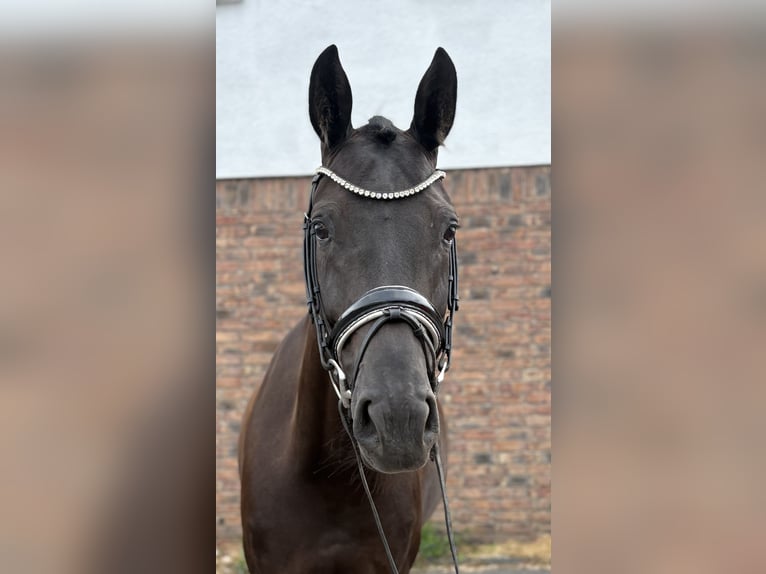 Caballo de deporte alemán Yegua 5 años 170 cm Negro in Niederkassel