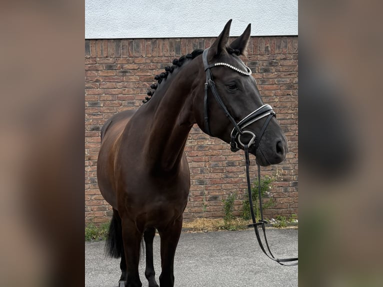 Caballo de deporte alemán Yegua 5 años 170 cm Negro in Niederkassel