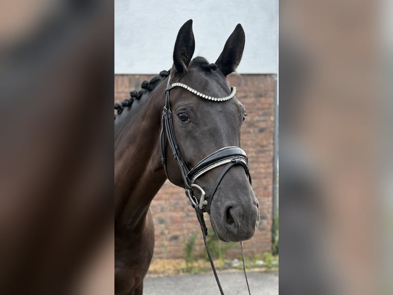 Caballo de deporte alemán Yegua 5 años 170 cm Negro in Niederkassel