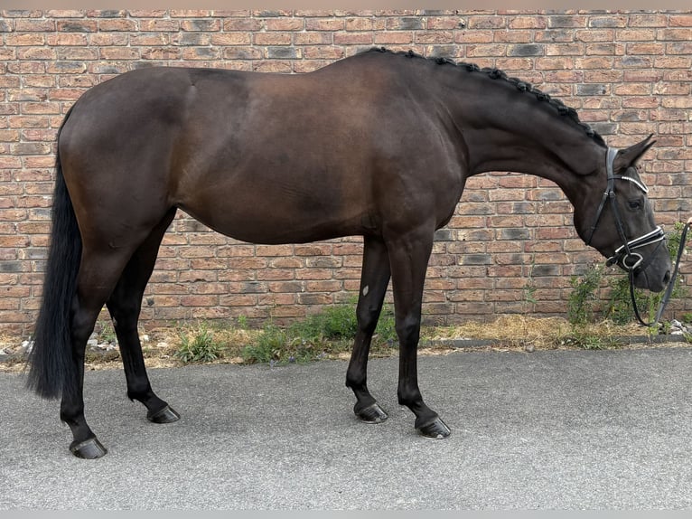 Caballo de deporte alemán Yegua 5 años 170 cm Negro in Niederkassel