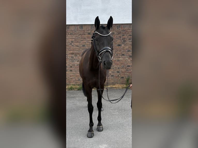 Caballo de deporte alemán Yegua 5 años 170 cm Negro in Niederkassel