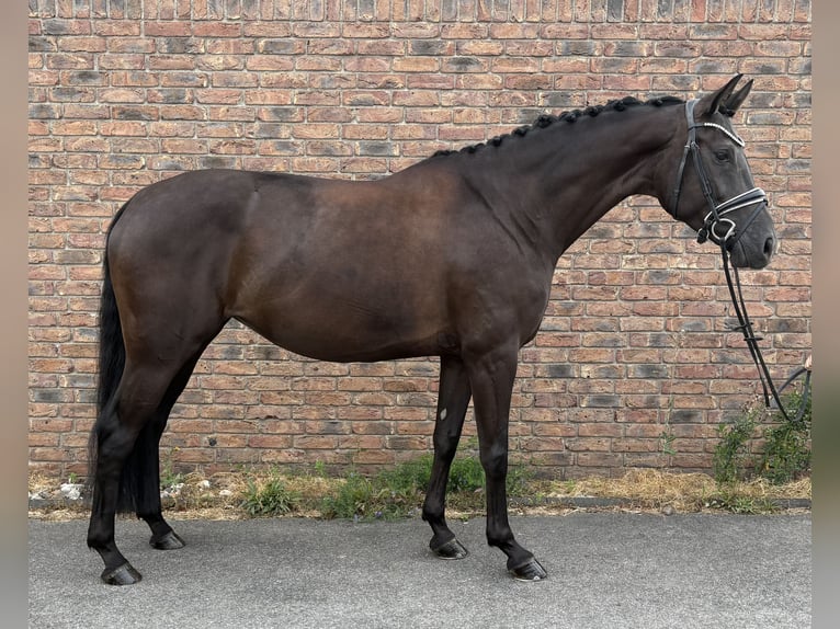 Caballo de deporte alemán Yegua 5 años 170 cm Negro in Niederkassel