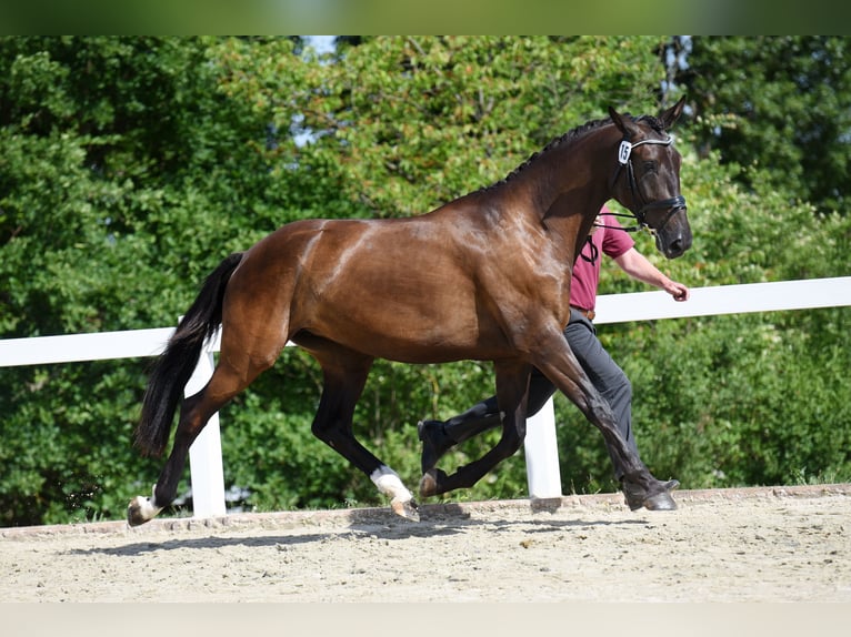 Caballo de deporte alemán Yegua 5 años 170 cm Negro in Beilrode