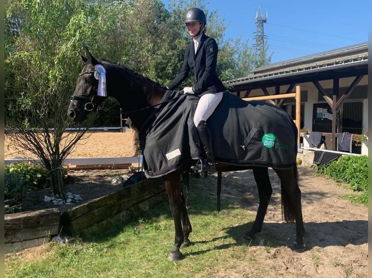 Caballo de deporte alemán Yegua 5 años 170 cm Negro in Kirchenthumbach