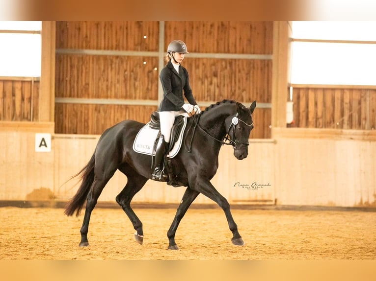 Caballo de deporte alemán Yegua 5 años 170 cm Negro in Kirchenthumbach