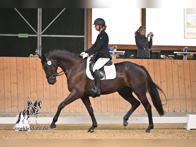 Caballo de deporte alemán Yegua 5 años 170 cm Negro in Kirchenthumbach