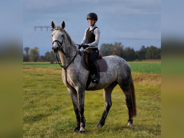 Caballo de deporte alemán Yegua 5 años 170 cm Tordo in Bad Freienwalde