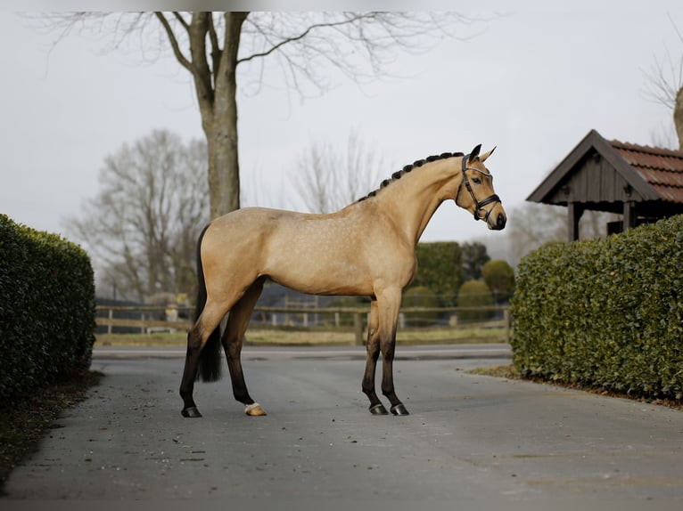 Caballo de deporte alemán Yegua 5 años 171 cm Bayo in Vechta